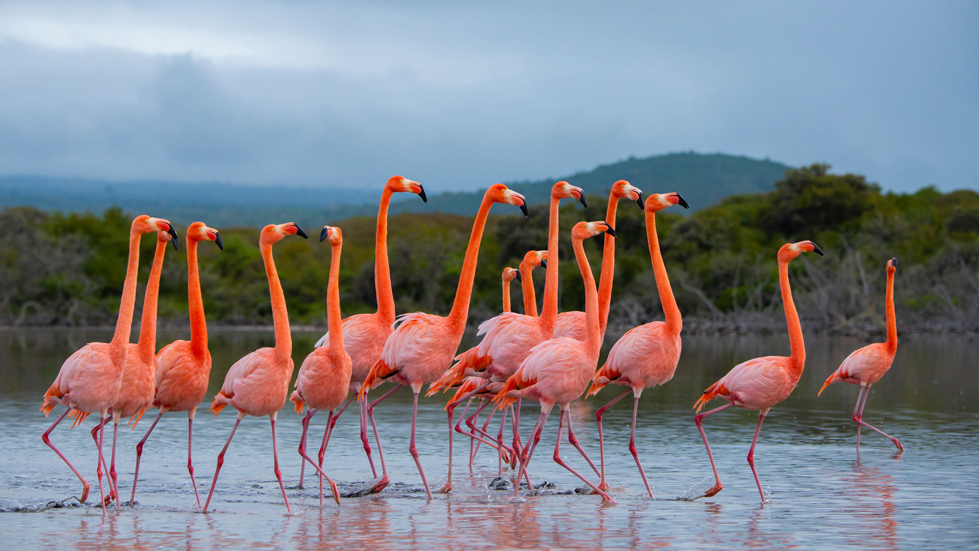 Family, in full color
