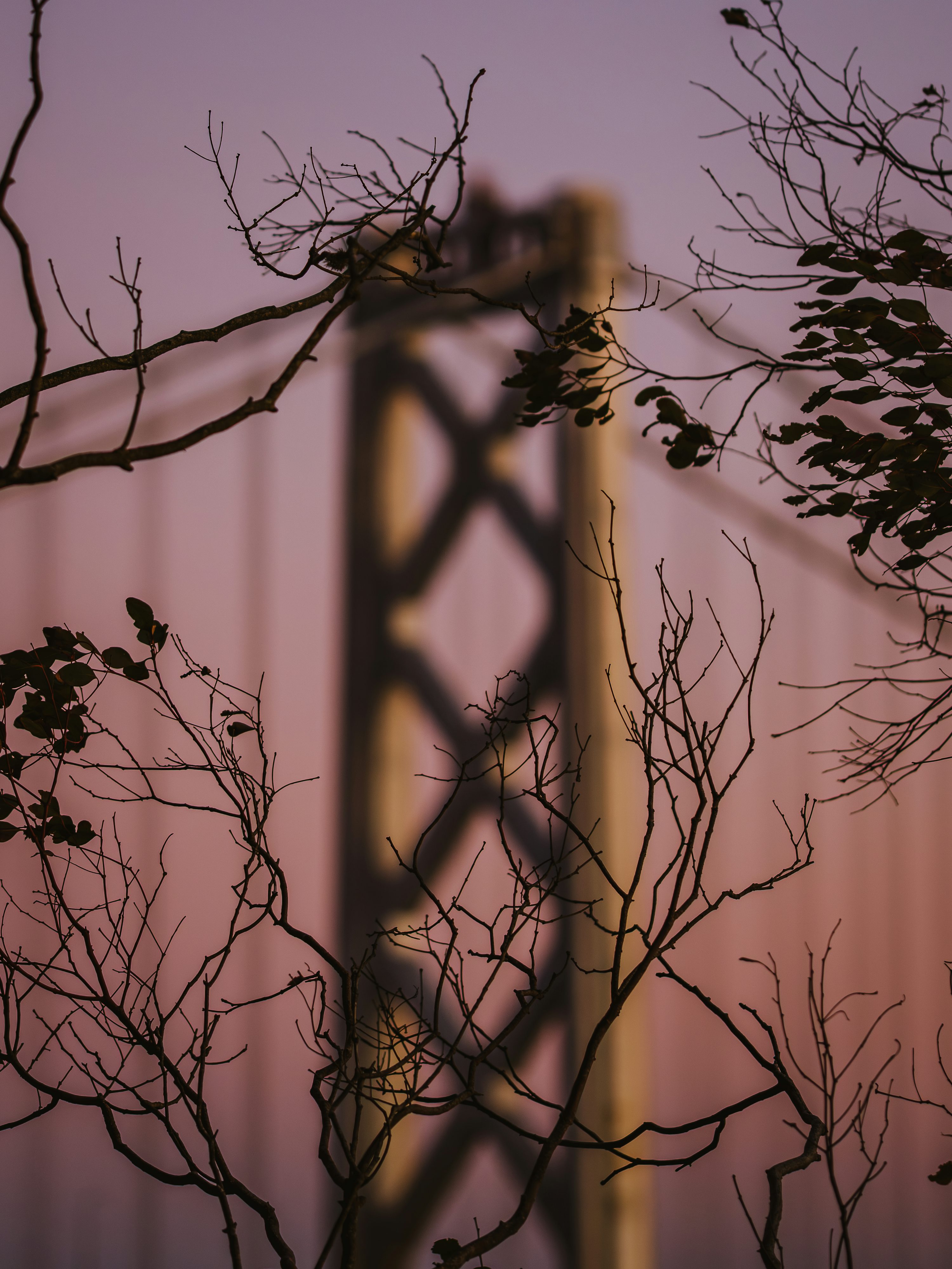 A blurred bridge tower behind dark silhouetted tree branches against a soft purple sky