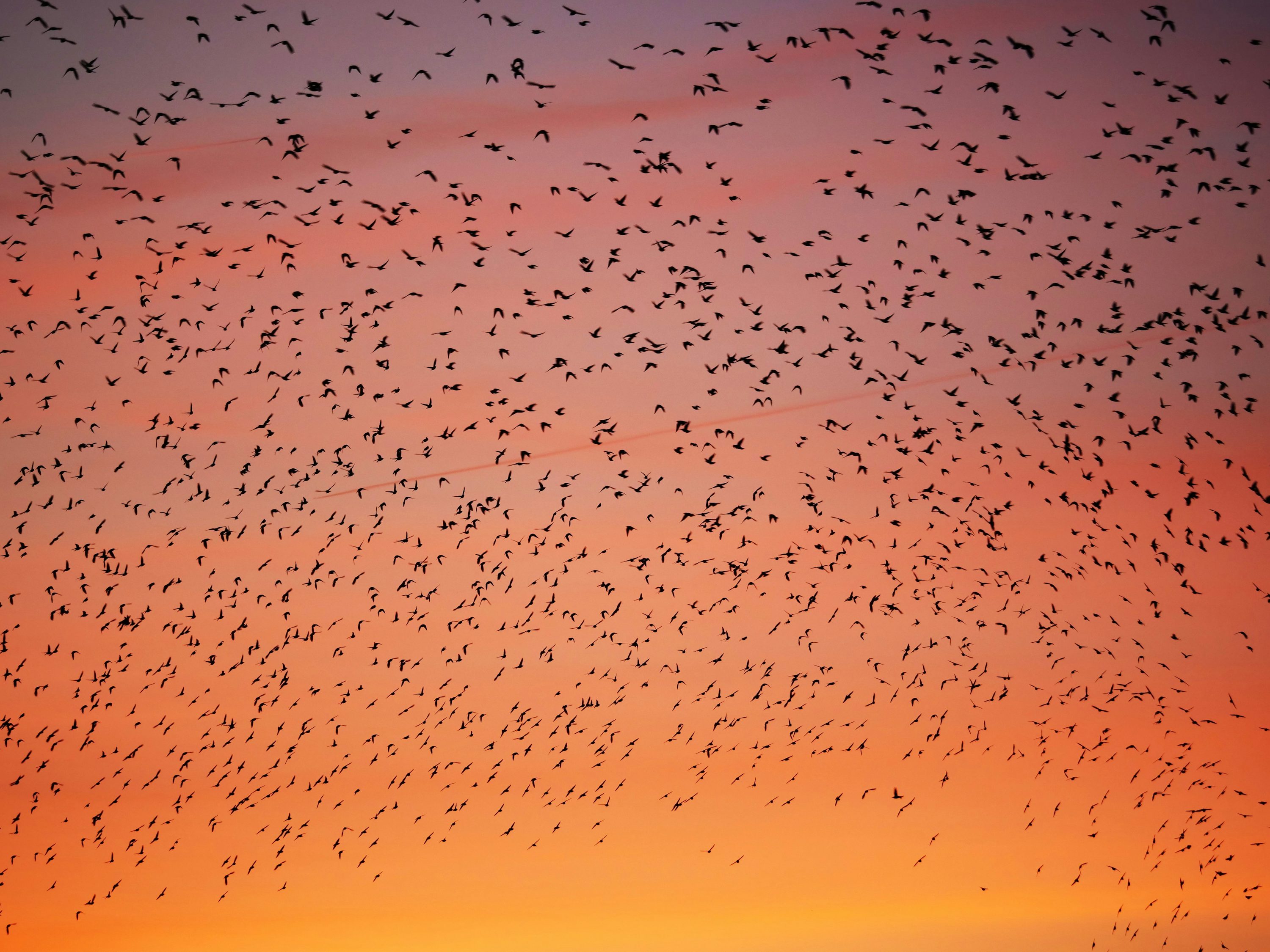 A large flock of birds flying across a warm orange and pink sky
