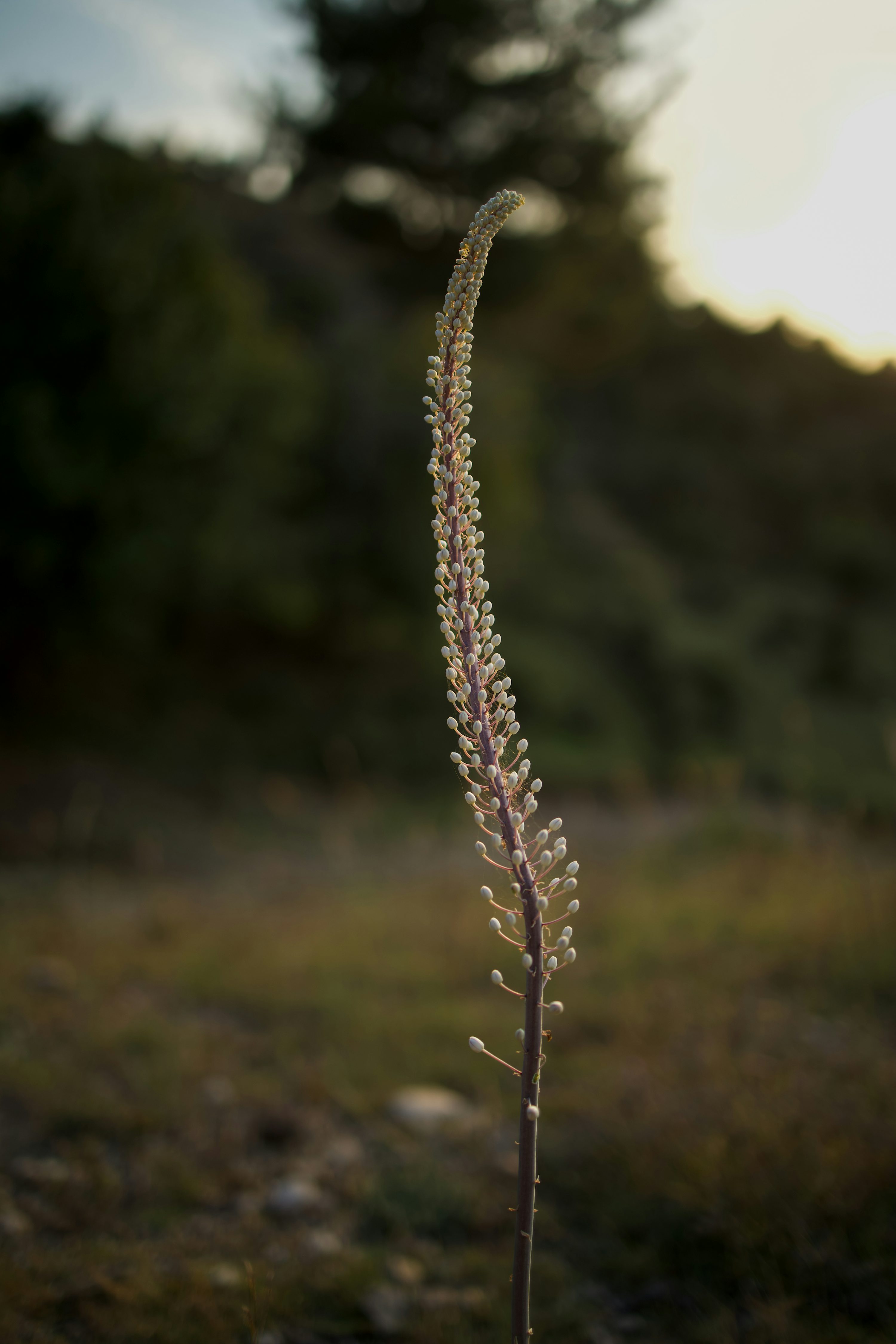 A tall slender flower stalk with small white buds against a blurred landscape