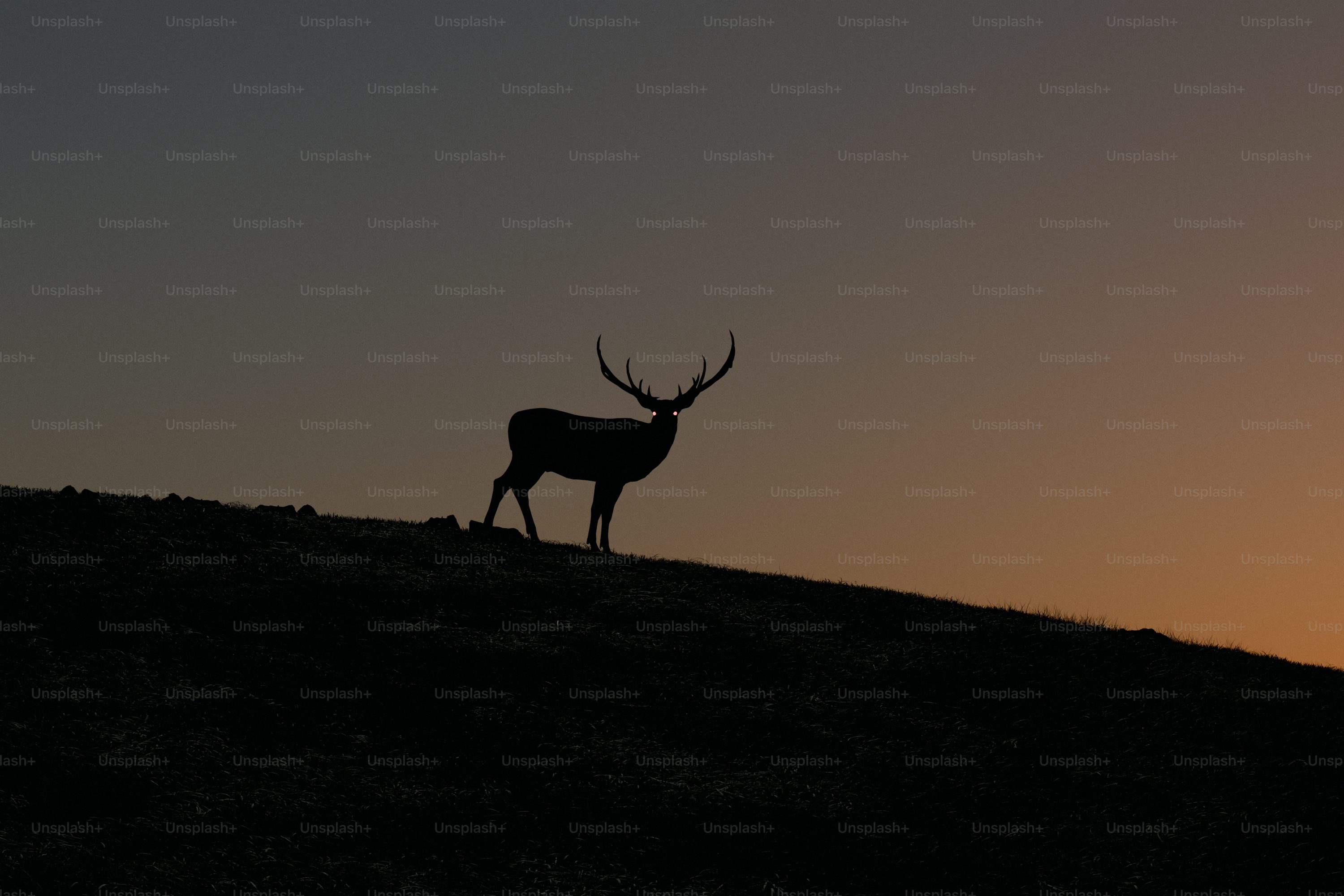 A deer silhouette with glowing eyes on a dark hillside against a gradient sky